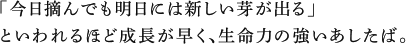 「今日摘んでも明日には新しい芽がでる」といわれるほど成長が早く、生命力の強いあしたば