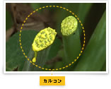 カルコン